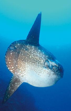 Bali Diving Academy- Nusa Lembongan