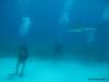 Al from Navarre FL | Scuba Diver