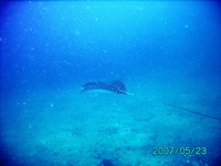 Playa Flamingo CR Day 1, Dive 1, Pt 2