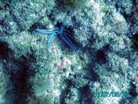 Playa Flamingo CR Day 2, Dive 4 Pt. 2 