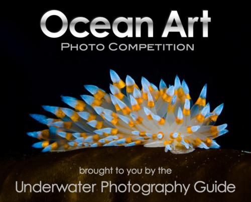 Ocean Art Photo Competition - Call for entries!
