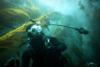 Chris from Santa Monica CA | Scuba Diver