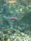 Nick from Salt Lake City UT | Scuba Diver