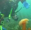 Ben from Portland OR | Scuba Diver