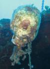 Aaron from Santa Clara CA | Scuba Diver