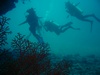 Jenny from Monterey CA | Scuba Diver