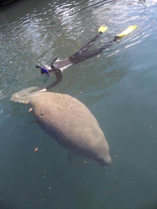 Crystal River, Fl - Ginnie Springs and Manatees