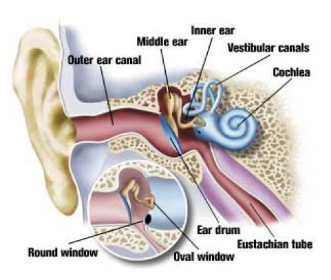 Methods to Equalize Your Ears While Scuba Diving