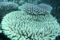 Is coral a plant or animal?