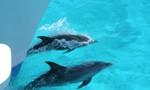 Enjoy a chance encounter with dolphins