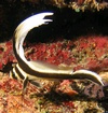 Raj from Santa Clara CA | Dive Center
