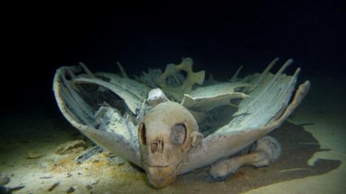 The Turtle Tomb - Pulau Sipadan