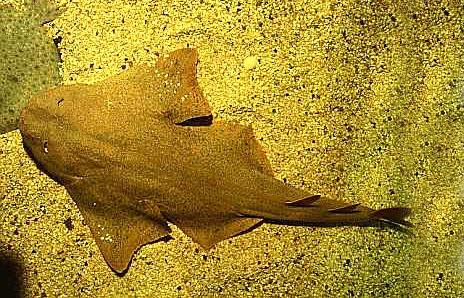 Angel Sharks Threatened