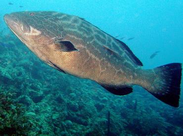 Fish Focus - Grouper