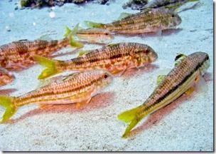 What’s Diving In Lanzarote Like?