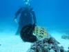 In Ambergris Caye last 2 weeks of August, could use dive bud