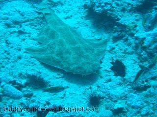 Angel shark (Squatina squatina)