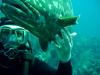 atldiver15