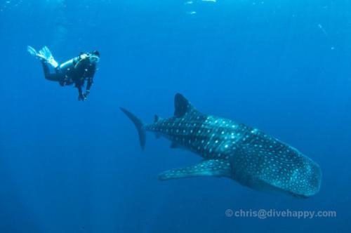 Cenderawasih Bay – Whale Shark Capital Of The World