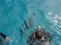 Kingston Reef, Rottnest Irland, Australia Kingston Reef, Rottnest Irland, Australia