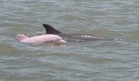 Pink Dolphin?