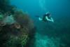 Diving Nevis July 1-6