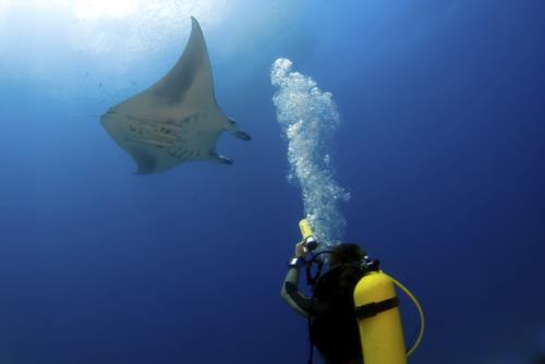 Best Locations to Scuba Dive with Manta Rays