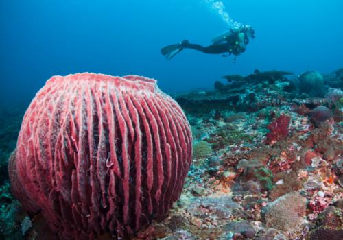 Bali – A Diver’s Paradise?