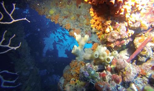 Scuba Diving in Fort Lauderdale: A Wreck Lover’s Dream!