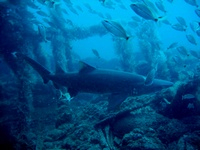 Rosin Wreck and Puffer Ledge 07.28.2007 