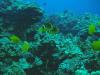 nitronixdive from captain cook  | Scuba Diver