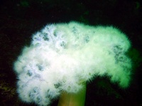 Labor Day Weekend Diving