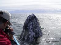 Baja Gray Whale Trip 2009