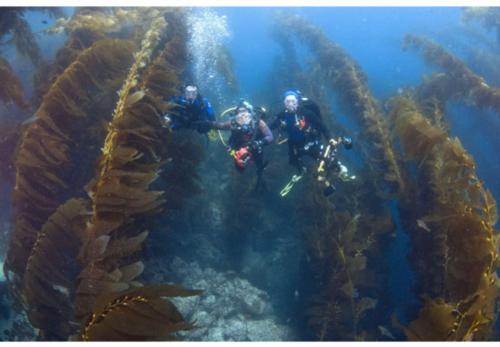 Help The Kelp