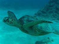 Turtle Canyon Dive Site, Waikiki, Oahu