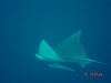 Jacob from Cape Coral Centr FL | Scuba Diver
