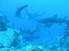 Ollie from Stockport Cheshire | Dive Center