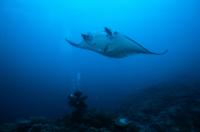 Free Diving in November in Fiji