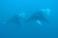 Diving in Fiji