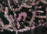 Wakatobi - Sulawesi Wakatobi - Sulawesi