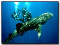 Whale Shark Sighting in Koh Tao Thailand