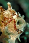 Matthew from Coarsegold CA | Scuba Diver