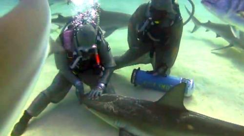 Shark Feeding course in Chainmail w/ Cristina Zenato