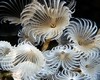 Cg from Fort Myers FL | Scuba Diver