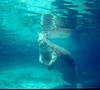 Julie from Crystal River FL | Dive Center