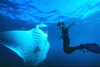 Ryan from Point Lookout Queensland | Dive Center