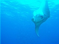 Molokini Crater 2006