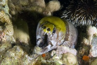 Maui, Ulua Beach Night Dive