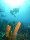 Matthew from Oviedo FL | Scuba Diver