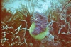 Milly from Singapore singapore | Scuba Diver